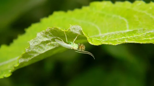 Um mosquito com uma lebre se senta — Fotografia de Stock