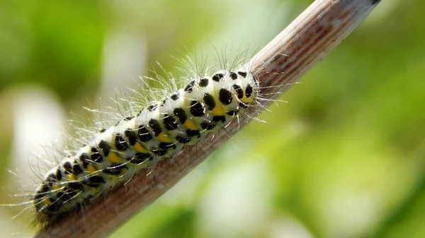 Pestrya meadow caterpillar crawling — Stock Photo, Image