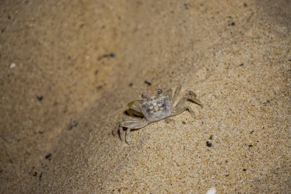 해변에서 작은 갑각류 — 스톡 사진