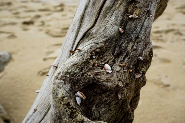 Seashells on the nature in Thailand — Stock Photo, Image