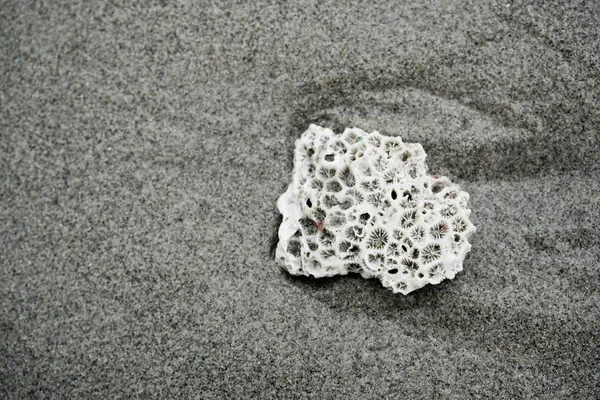 Sea corals on the sand — Stock Photo, Image