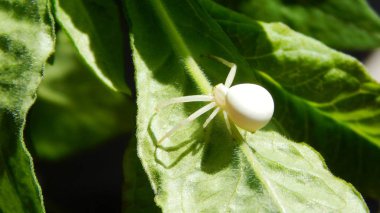 Tehlike büyük örümcek duvara