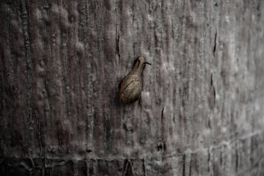 Doğada sürünerek küçük sümüklü böcek