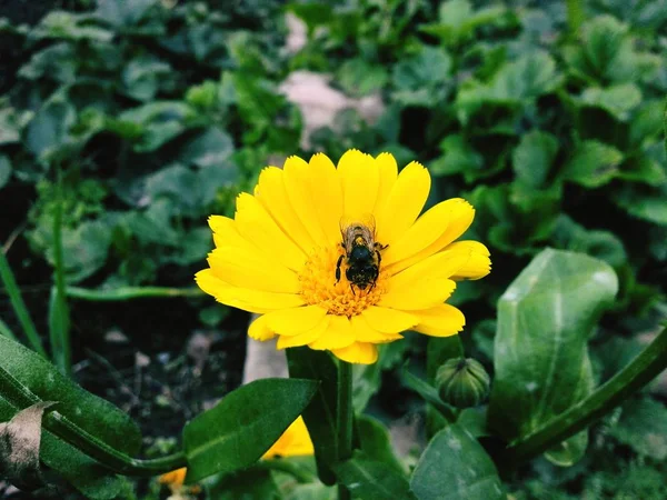 Bee verzamelt stuifmeel op de bloem — Stockfoto