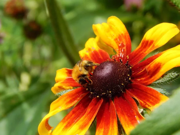 Bee verzamelt stuifmeel op de bloem — Stockfoto