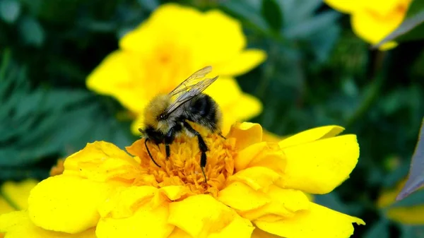 Biet samlar pollen på blomman — Stockfoto