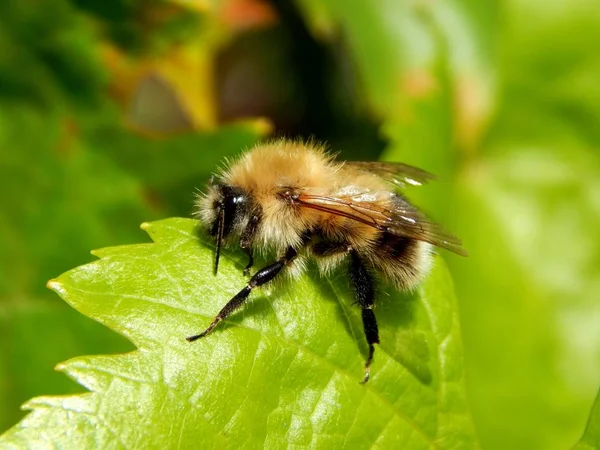 Bee verzamelt stuifmeel op de bloem — Stockfoto