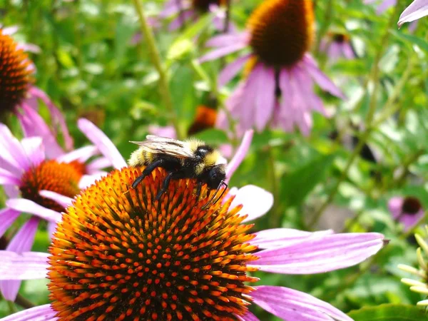 Пчела собирает пыльцу на цветок — стоковое фото