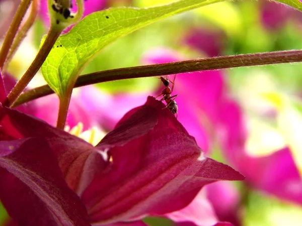 Die Ameise Auf Dem Blatt Einer Blume Kriecht Makroleben — Stockfoto
