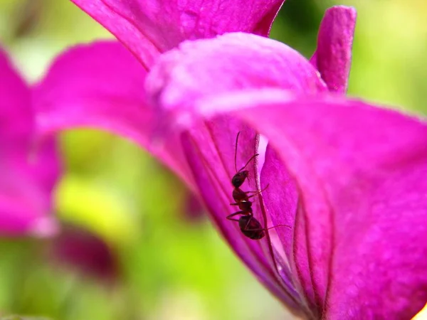 De mier op een blad van een bloem — Stockfoto