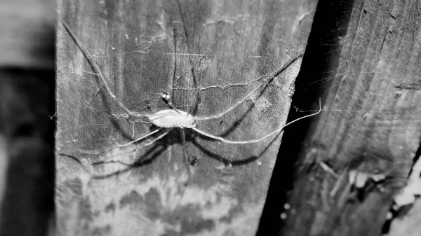 Danger big spider on the wall