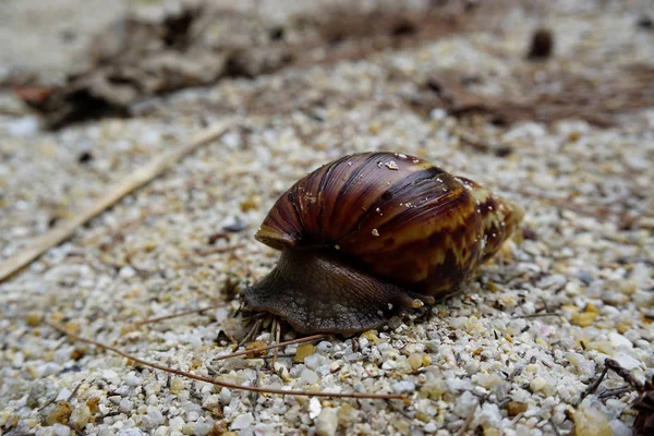 A small snail crawling in nature — Stock Photo, Image