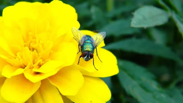 Una mosca se sienta sobre las hojas en la naturaleza — Foto de Stock