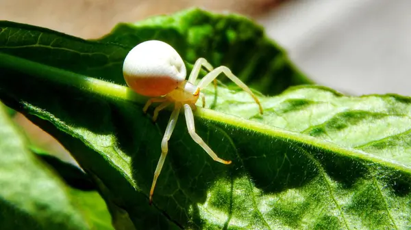 Небезпека великого павука на стіні — стокове фото