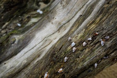 Deniz kabuklarını Tayland niteliğine