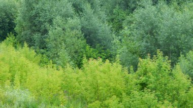 Sonbahar Ağaç ve otların Park