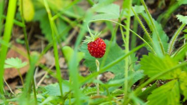 Çim kırmızı çilek küçüktür 