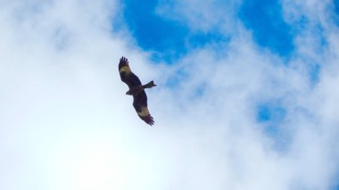 Mavi gökyüzünde tur atan şahin 