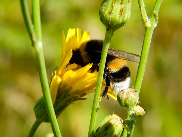 Bee verzamelt stuifmeel — Stockfoto