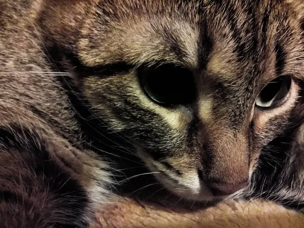 Retrato de un gato multicolor — Foto de Stock