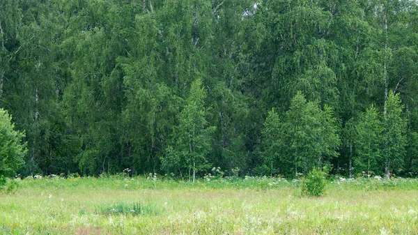 Ліс і поле, сосни і берези — стокове фото