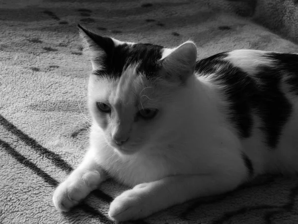 Um gato preto e branco senta-se — Fotografia de Stock