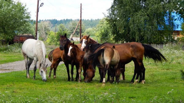 Konie pasą się w pobliżu drogi — Zdjęcie stockowe