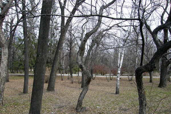 Herbstpark in Nowosibirsk mit Bäumen und abgestorbenem Laub — Stockfoto