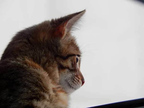 El gatito mira a la distancia — Foto de Stock