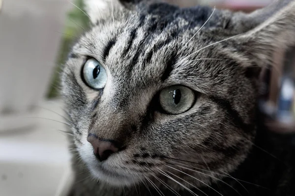 Retrato de un gato doméstico tricolor — Foto de Stock