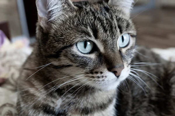 Retrato de un gato doméstico tricolor — Foto de Stock