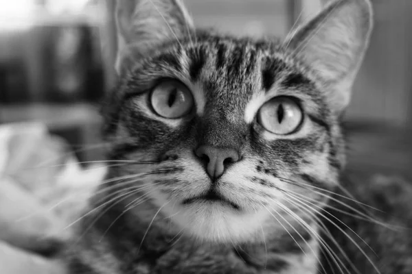 Retrato de un gato doméstico tricolor — Foto de Stock