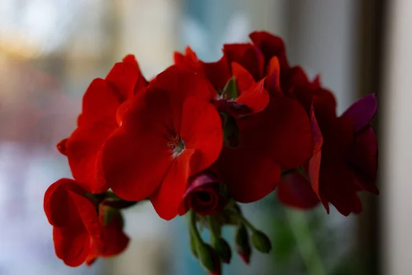 Червоні квіти пеларгонії — стокове фото
