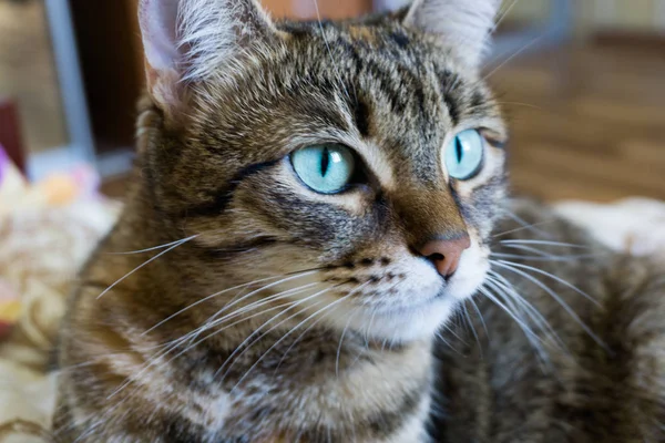 Retrato de un gato doméstico tricolor — Foto de Stock