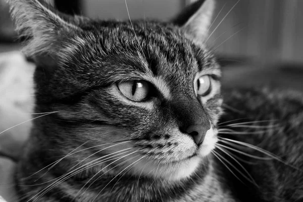 Retrato de un gato doméstico tricolor — Foto de Stock