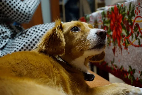 Cane rosso seduto sul divano — Foto Stock