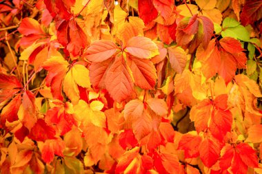 Sonbahar, Ekim ayında parkta büyük bir ağaç bırakır, Cenevre İsviçre