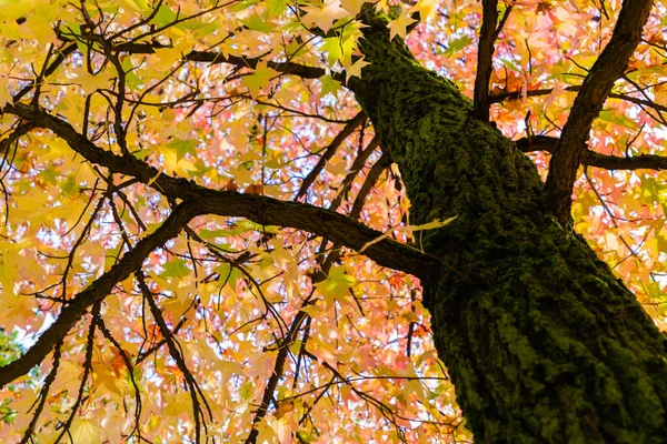 Autumn Leaves Big Tree Park October Geneva Switzerland — Stock Photo, Image