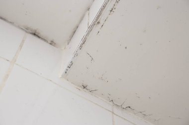 Duş odasındaki duvarın küf ya da mantarı, sıcak su ve bakteri birikintisinin neden olduğu siyah ya da kahverengi küf kalıbına neden oluyor..