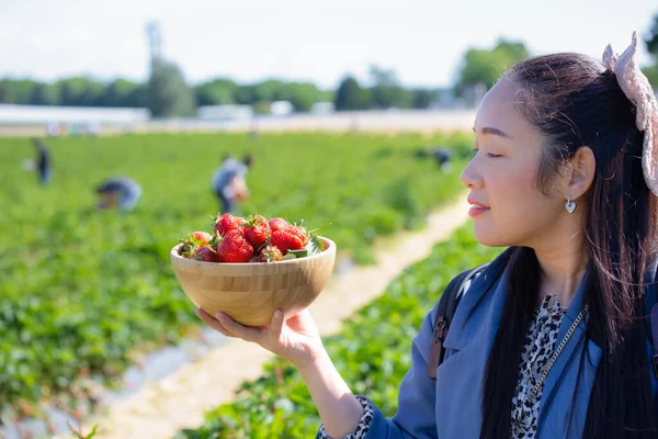 这个漂亮的女人正在果园里采摘草莓 木碗中新鲜成熟的有机草莓 — 图库照片