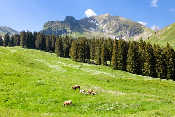 Landscape View Gantrischseeli Switzerland Nature Park Natural Scenery Group Brown — Stock Photo, Image