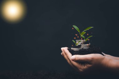 Toprakta yeşil yapraklar olan küçük yeni ağaçlar ya da yapraklar, doğanın çevresi, ağaç dikerek küresel ısınmayı azaltmak, Dünya Günü kavramlarını...