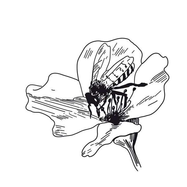 Biene sammelt Honig auf Blüten. Vektorskizzen von Hand gezeichnet — Stockvektor