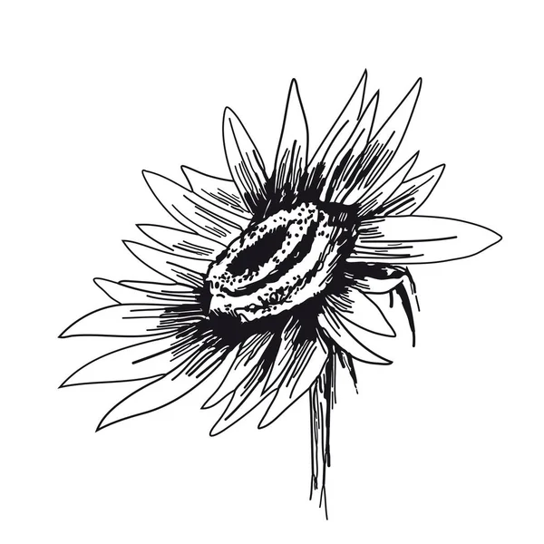 Girasol sobre fondo blanco. Bocetos vectoriales dibujados a mano — Vector de stock