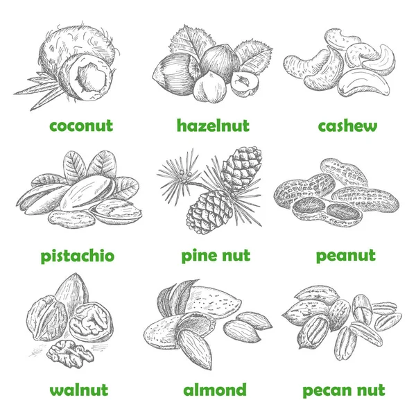 Nuts set. Hand drawn vintage illustration. Natural and healthful — Stock Vector