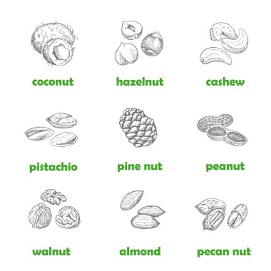 Fındık ayarlayın. Elle çizilmiş vintage illüstrasyon. Doğal ve sağlıklı