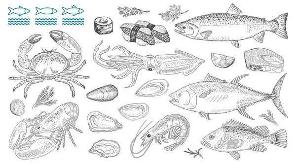 Ilustrações vetoriais de frutos do mar. Peixe-marinho fresco, lagosta, caranguejo, ostra . —  Vetores de Stock