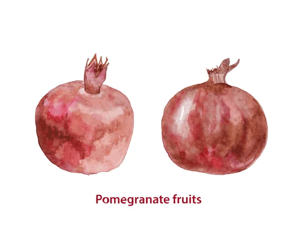 Aquarell zwei Granatäpfel Früchte. handgemalte realistische Illustration — Stockvektor