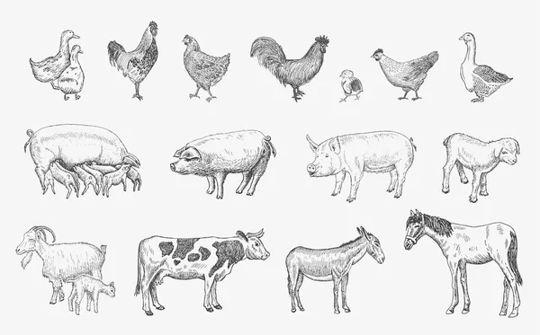 Conjunto de animais de quinta. Desenhos vetoriais ilustração desenhada à mão —  Vetores de Stock