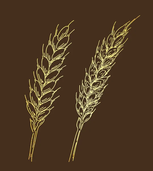 小麦の 2 つの黄金の熟した耳。スケッチの手描きの背景 — ストックベクタ